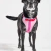 WO_VM_Harness_Bubblegum_ColorblockCampaign_04_4x5_Web Dog Harness