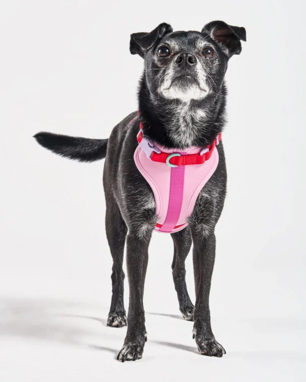 WO_VM_Harness_Bubblegum_ColorblockCampaign_04_4x5_Web Dog Harness